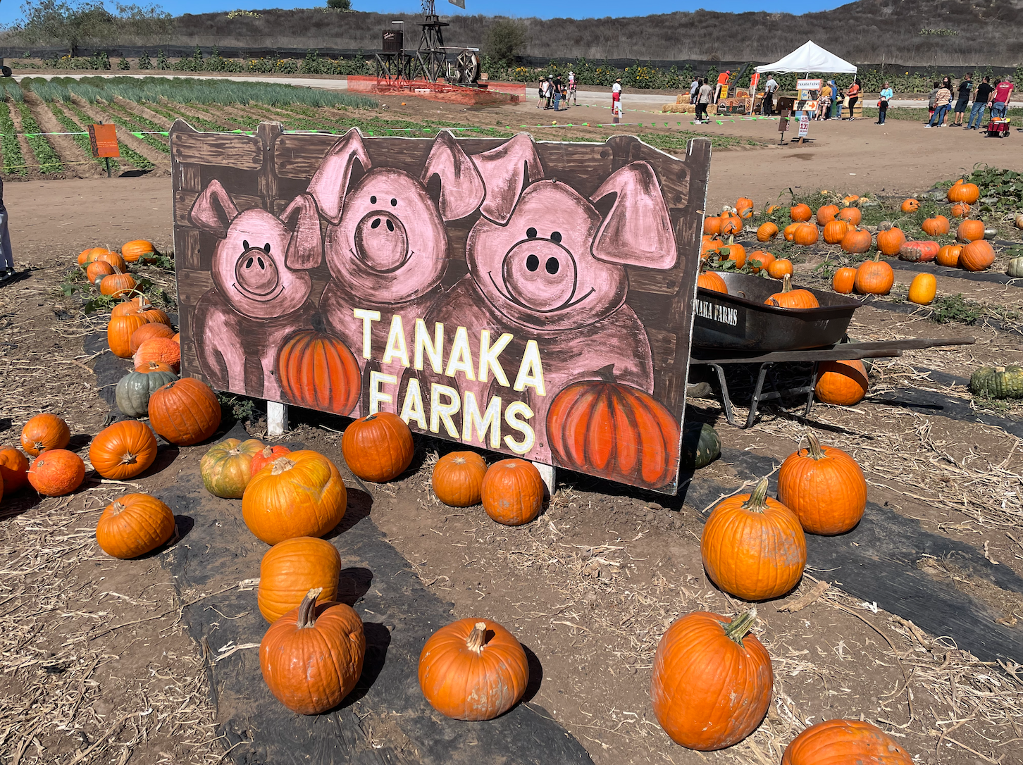 Enjoy fun photos ops with different farm animals while you pick your pumpkin